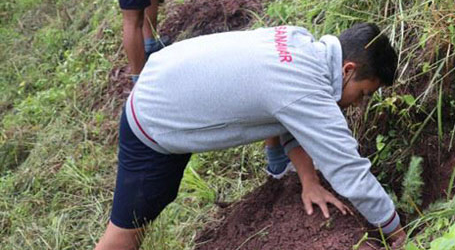 Tree Plantation